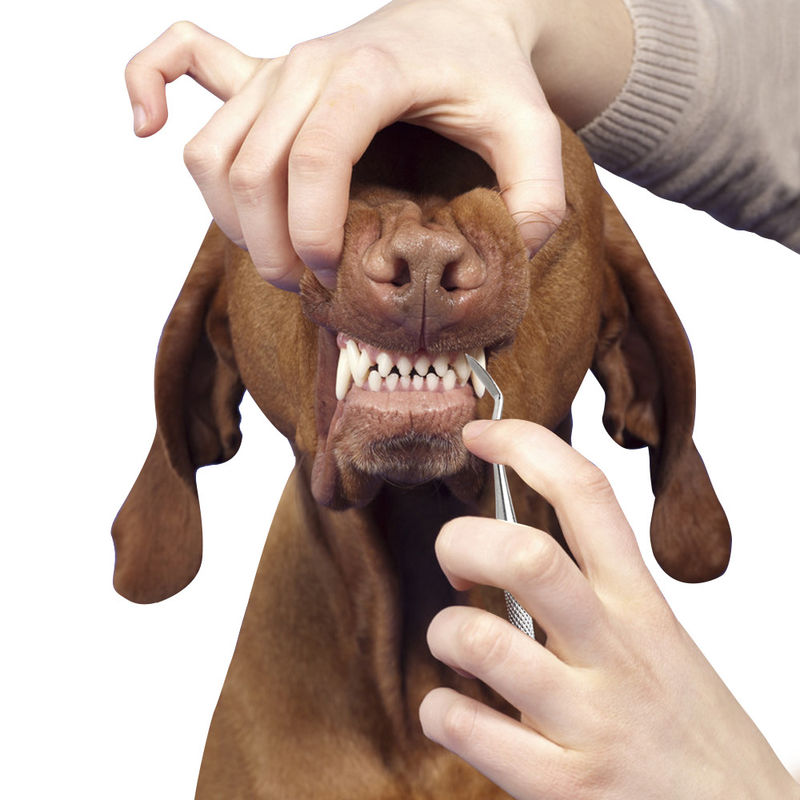 Tragbare Haustier-Pflegenwerkzeug-Katzen-Schoßhund-Zähne, die Weinstein-zahnmedizinisches Kalkül des Stift-17cm säubern