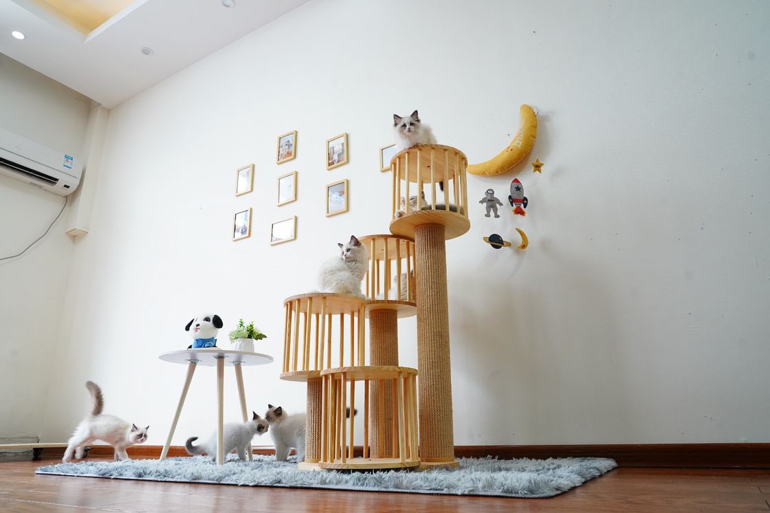 Dauerhaftes Haus Kitten Cat Climbing Tree Tower Condo mit dem Verkratzen von Posten