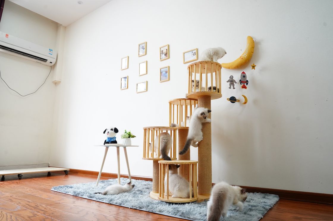Dauerhaftes Haus Kitten Cat Climbing Tree Tower Condo mit dem Verkratzen von Posten