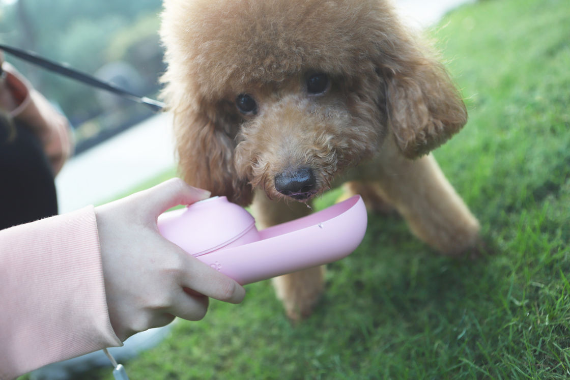 Rosa faltbare Hunde-Wasser-Flaschen-Zufuhr-kleiner Hunde-Mini Portable-Haustier Kessel